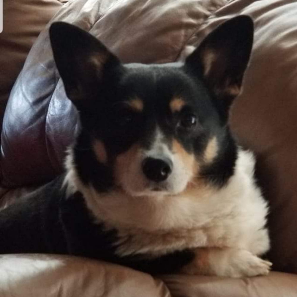 Meet Koko, my Corgi granddog..